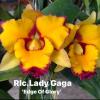 Rhyncholaeliocattleya Lady Gaga 'Edge of Glory'