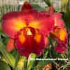 Rhyncholaeliocattleya Nakornchaisry Sunset