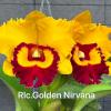 Rhyncholaeliocattleya Golden Nirvana