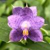 Phalaenopsis Mituo Purple Dragon 'Diamond Dust'