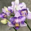 Phalaenopsis Lioulin Blue Parrot x LL Purple Beta (D1)