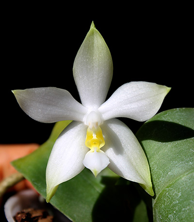 Phalaenopsis violacea alba