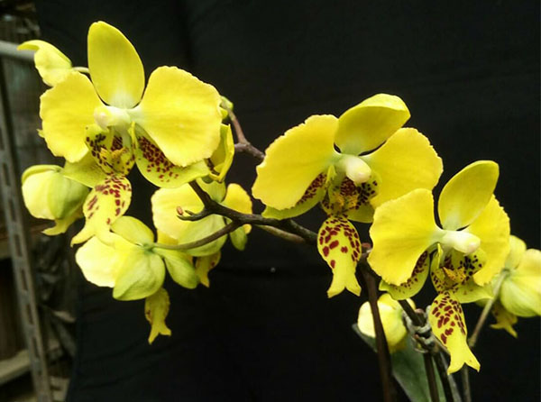 Phalaenopsis stuartiana var nobilis