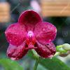 Phalaenopsis Sogo Relex 'F-1661'