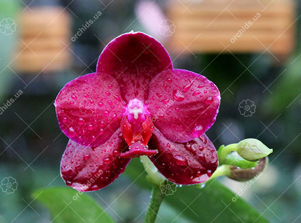 Phalaenopsis Sogo Relex 'F-1661'