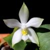 Phalaenopsis violacea alba 'Wanchiao Jungle White'