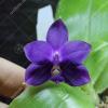Phalaenopsis violacea indigo