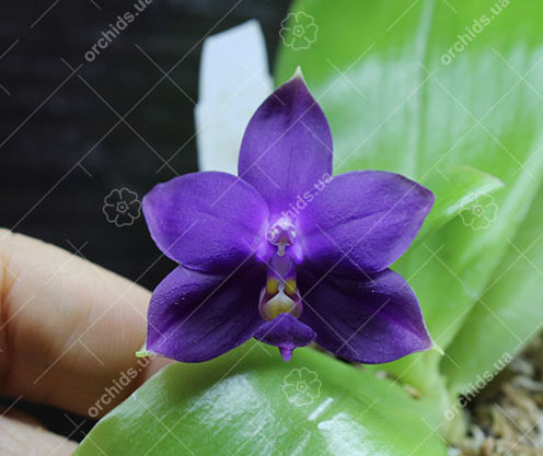 Phalaenopsis violacea indigo