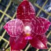 Phalaenopsis Lyndon Coral Grosbeak x gigantea