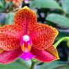 Phalaenopsis (Sogo Pride x Diamond Beauty) x Ld's Bear Queen