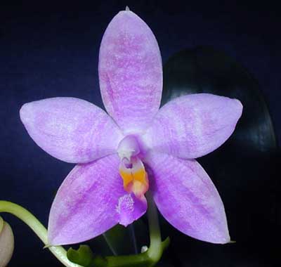 Phalaenopsis Jennifer Pallermo 'B2'