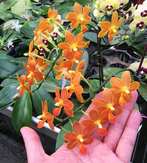 Phalaenopsis Chienlung Little Orange