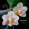 Phalaenopsis Lyndon Canary Cupid #6 (Tying Shin Cupid x Yungho Gelb Canary)