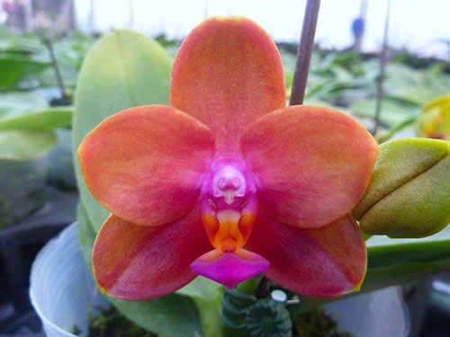 Phalaenopsis Mituo Sun Queen 'Mituo#1'