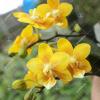 Phalaenopsis (stuartiana X Yungho Gelb Canary) x Stone Dance