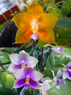 Phalaenopsis Ld's Bear King x Samera