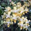 Phalaenopsis stuartiana yellow x Timothy Christopher