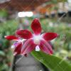 Phalaenopsis tetraspis 'Galaxy' AM/AOS