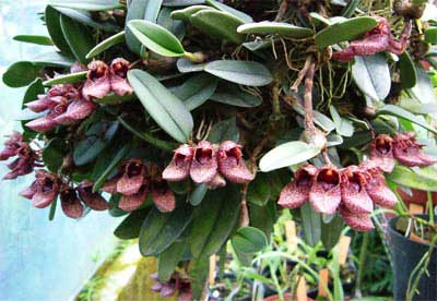Bulbophyllum bootanoides