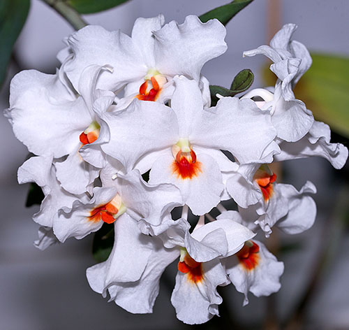 Dendrobium igneoniveum