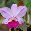 Laeliocattleya Mona Pink 'Hiromi' (Lc. Pri Pri x L. Mini Purple)