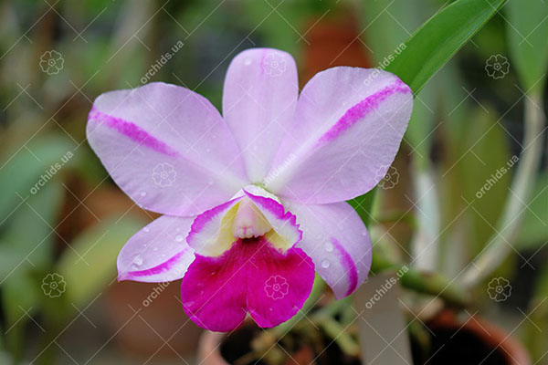 Laeliocattleya Mona Pink 'Hiromi' (Lc. Pri Pri x L. Mini Purple)