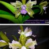 Cattleya leopoldii coerulea trilabelo 'Mariah' x 'Divina'
