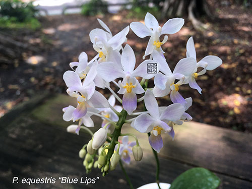 Phalaenopsis equestris blue lips (Joseph Wu)