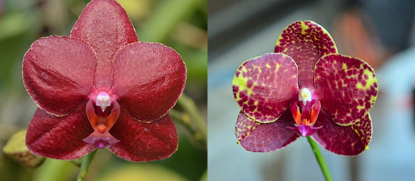 Phalaenopsis Haur Jin Fancy '#2' x Dou-dii Golden Princess 'Haur Jin'