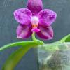 Phalaenopsis Germaine Vincent x Mok Choi Yew