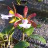 Cattleya aclandiae albescens 'Cocobongo' x self