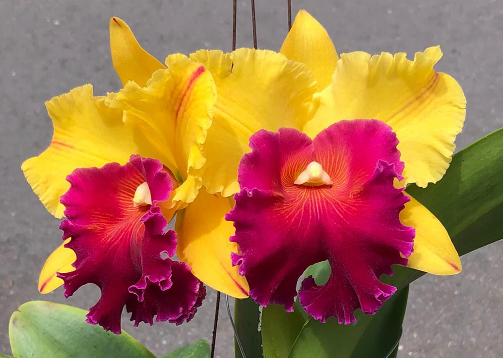 Rhyncholaeliocattleya Yingluck Smile 'New Day'