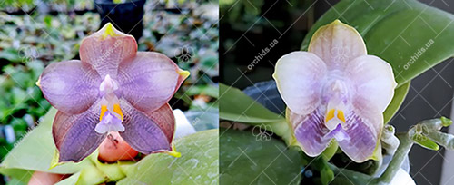 Phalaenopsis Mituo Prince 'Bb' x Mituo Reflex 'Dragon' (#11 x #6)