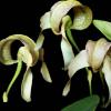 Bulbophyllum burfordiense