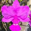 Cattleya walkeriana tipo 'Dona Leda' x 'Pink Smile'
