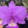 Cattleya nobilior 'Fatal Atraction' x 'Perfection'