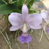 Cattleya walkeriana coerulea 'Marimbondo' x 'Rafael'