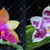 Phalaenopsis Mituo GH King Star #26 x (Zheng Min Muscadine '323' x speciosa '41-S' #1)