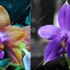 Phalaenopsis Mituo GH King Star #24 x (violacea indigo x (violacea x Su-An Super Star))
