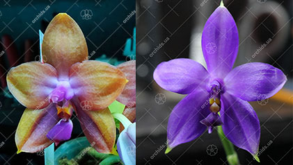 Phalaenopsis Mituo GH King Star #24 x (violacea indigo x (violacea x Su-An Super Star))
