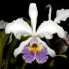 Cattleya Hardyana fma coerulea 'Diamond Orchids' x self