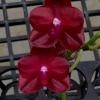 Phalaenopsis Allura 'Valentine'