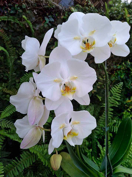Phalaenopsis Sogo Yukidian varsity