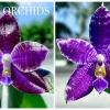 Phalaenopsis (YangYang Black Ludde x Lioulin Blue Parrot)