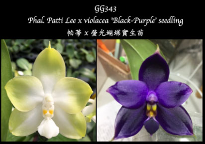 Phalaenopsis Patti Lee x violacea 'Black-Purple'