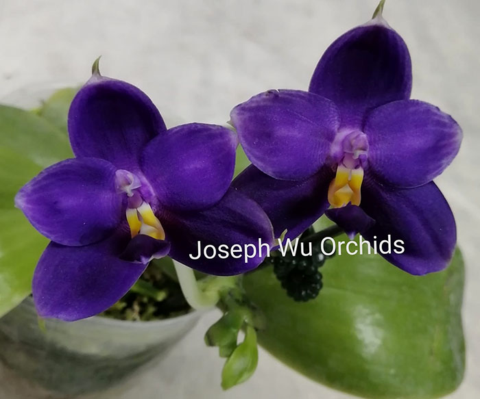 Phalaenopsis violacea indigo (Joseph Wu)