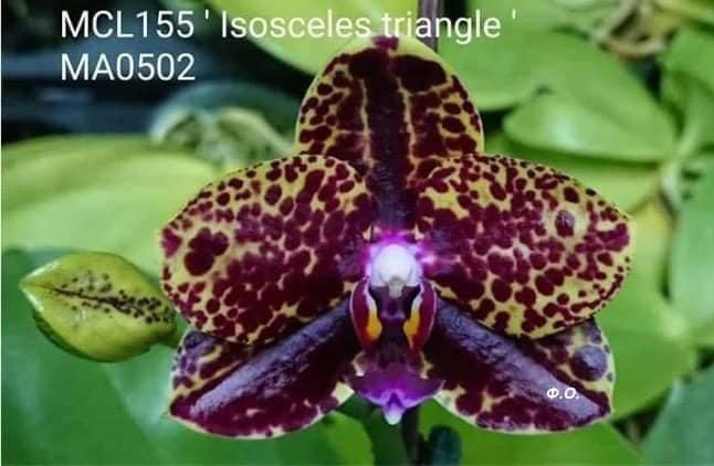 Phalaenopsis Mituo Reflex DD 'Isosceles triangle'