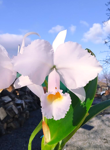 Cattleya trianae var concolor (Multiclone division)