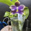 Phalaenopsis Mituo Purple Dragon 'Blue Penguin'
