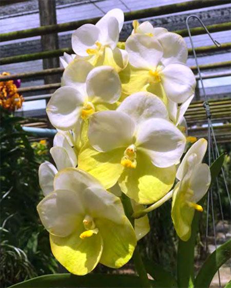 Vanda Hongsilp, Mr Adisak